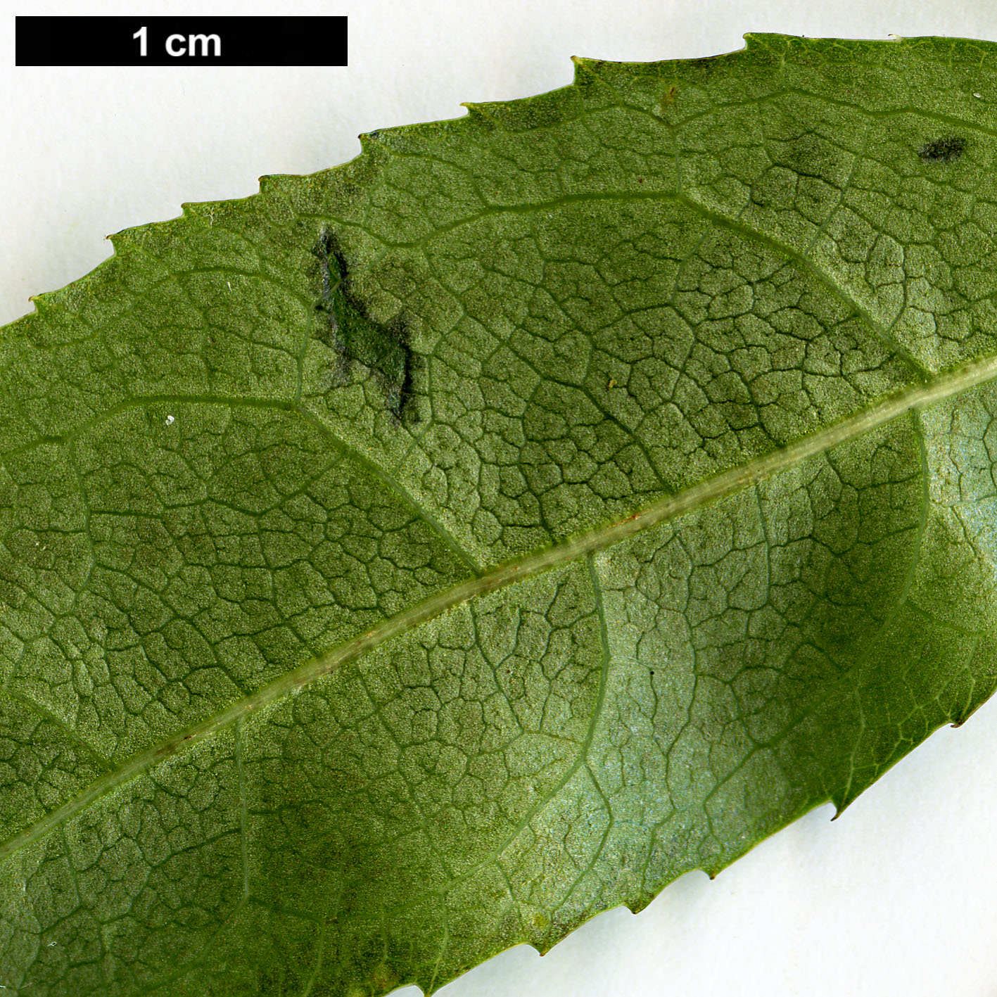 High resolution image: Family: Araliaceae - Genus: Eleutherococcus - Taxon: leucorrhizus